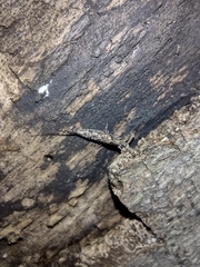Archaeognatha