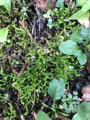 Selaginella helvetica
