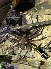 Heteropoda venatoria