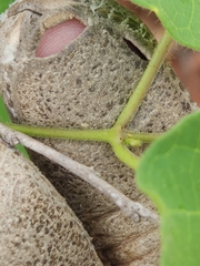 Matelea edwardsensis