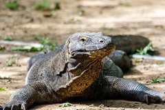 Varanus komodoensis