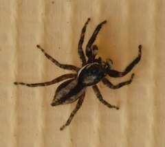 Menemerus bivittatus