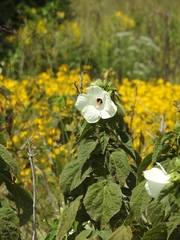 Hibiscus lasiocarpos