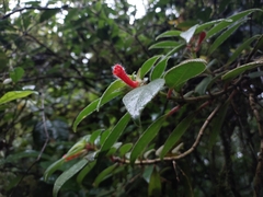 Nematanthus fissus