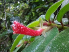 Nematanthus fissus