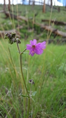 Mirabilis melanotricha