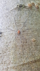 Leiobunum