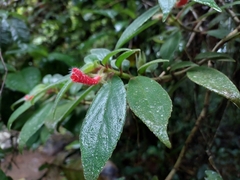 Nematanthus fissus