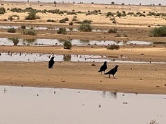 Corvus ruficollis