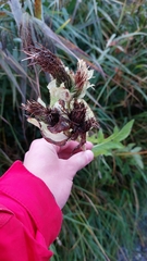 Cirsium oleraceum