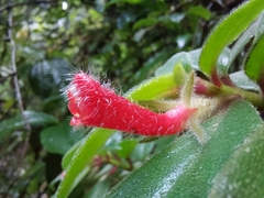 Nematanthus fissus