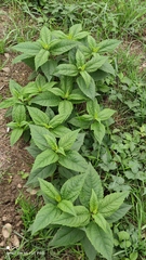 Helianthus tuberosus