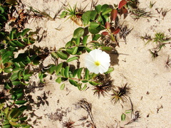 Ipomoea imperati