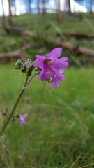 Mirabilis melanotricha