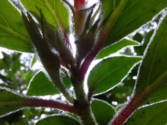 Nematanthus fissus