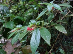 Nematanthus fissus