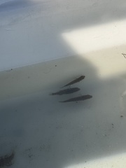 Tautogolabrus adspersus