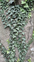 Hedera helix
