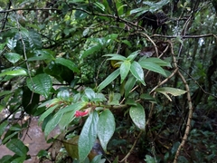 Nematanthus fissus