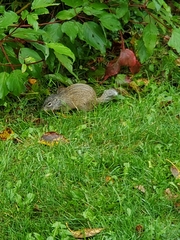 Poliocitellus franklinii
