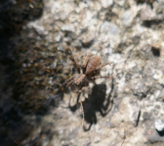 Alopecosa albofasciata