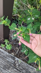 Mirabilis nyctaginea