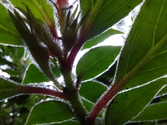 Nematanthus fissus