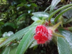 Nematanthus fissus