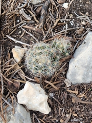 Mammillaria prolifera