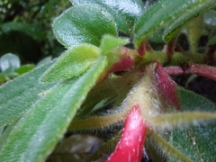 Nematanthus fissus
