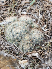 Mammillaria prolifera
