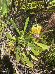 Leucospermum cuneiforme