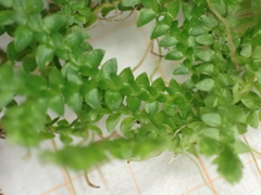 Selaginella helvetica