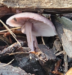 Baeospora myriadophylla