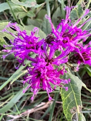 Vernonia baldwinii
