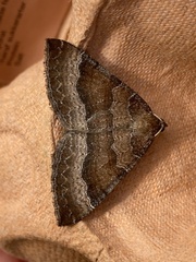 Larentia clavaria