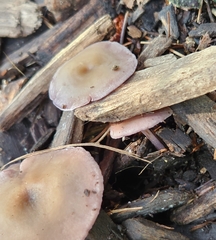 Baeospora myriadophylla