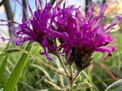 Vernonia baldwinii