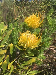 Leucospermum cuneiforme
