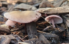 Baeospora myriadophylla