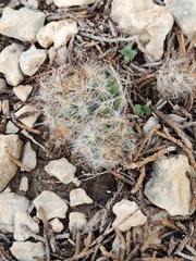 Mammillaria prolifera
