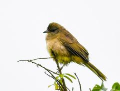 Pycnonotus