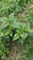 Helianthus tuberosus