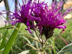 Vernonia baldwinii