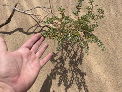 Tetraena fontanesii