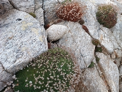 Caryophyllales