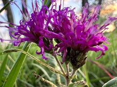 Vernonia baldwinii