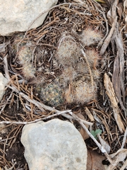 Mammillaria prolifera