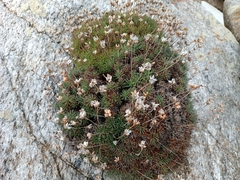 Caryophyllales