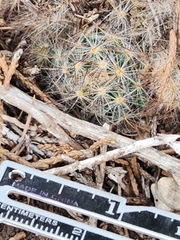 Mammillaria prolifera